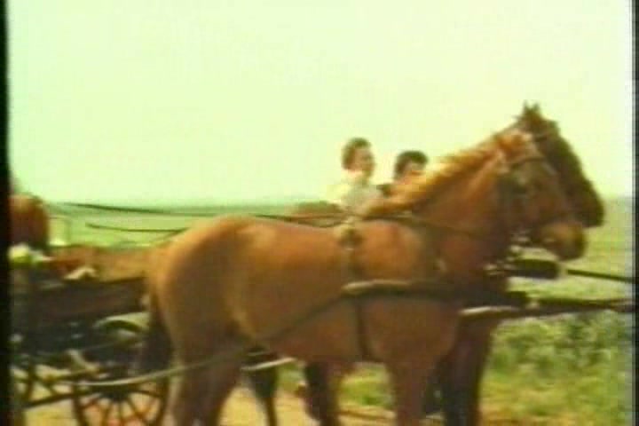 Amazing Horse